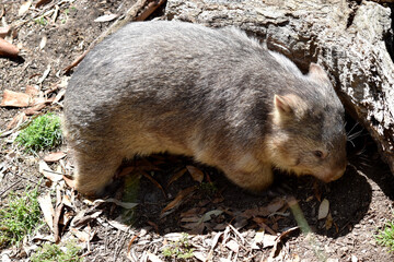 The Common Wombat has a large nose which is shiny black, much like that of a dog. The ears are relatively small, triangular, and slightly rounded