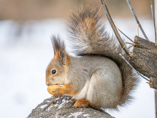 Portrait of a squirrel in winter on white snow background