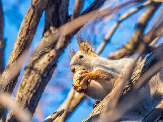 The squirrel with nut sits on tree in the winter or late autumn