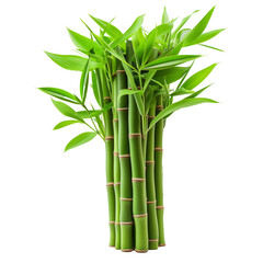 Fototapeta na wymiar Green bamboo with leaves isolated on transparent background With clipping path. cut out. 3d render