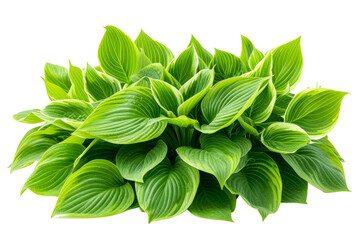 Green leaves hosta plant bush isolated on transparent background With clipping path. cut out. 3d render