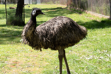 Emus are covered in primitive feathers that are dusky brown to grey-brown with black tips. The...