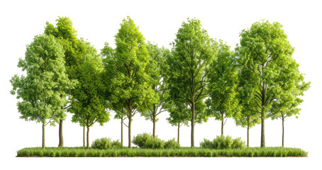 Fototapeta na wymiar Green trees. Forest and foliage in summer. Row of trees and shrubs. isolated on transparent background With clipping path. cut out. 3d render