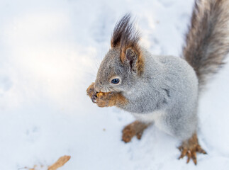 Portrait of a squirrel in winter on white snow background