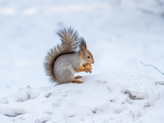 Portrait of a squirrel in winter on white snow background
