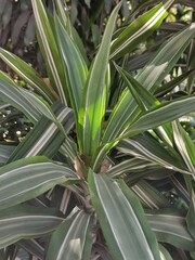 Obraz premium green leaves of a flower, hojas de color verde de una flor