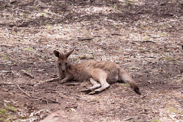 the kangaroo-Island Kangaroo has a light brown body with a white under belly. They also have black...