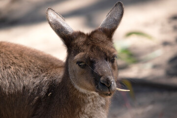 the kangaroo-Island Kangaroo has a brown body with a white under belly. They also have black feet and paws