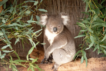 the Koala has a large round head, big furry ears and big black nose. Their fur is usually grey-brown in color with white fur on the chest, inner arms, ears and bottom.