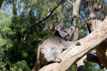 the koala is climbing up a eucalyptus tree