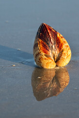 The Atlantic Giant Cockle, Dinocardium robustum, is one of the largest shallow-water bivalves.  © Natalia Kuzmina