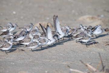 The small flock of sanderlings hiding from the stormy wing behind the grass pile on the sand beach, Galveston Island, Texas, USA