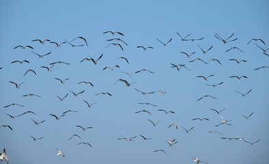 The flock of Black skimmers (Rynchops niger) in flight over ocean - obrazy, fototapety, plakaty