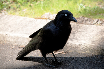 Naklejka premium The adult Australian raven is an all black-bird with a black beak, mouth and tongue and sturdy black or grey-black legs and feet.