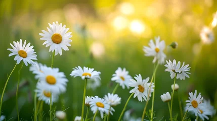 Tuinposter Meadow  with  blooming  daisy  flowers © Ainur