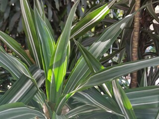 green leaves of a plant, hojas verde de una planta 
