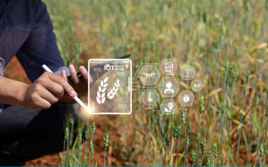 Farmer inspects barley and uses agricultural technology to analyze data via tablet Concept of smart...