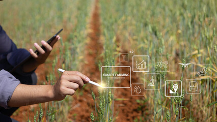 Farmer inspects barley and uses agricultural technology to analyze data via tablet Concept of smart...