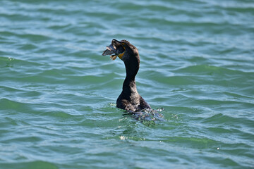 Double-crested Cormorant swallowing a large sea brass 