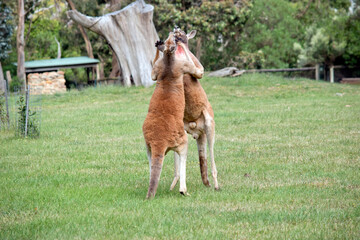 the red kangaroos are scratching each other in the chest and neck - obrazy, fototapety, plakaty