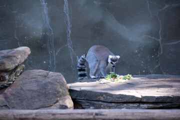 Fototapeta premium the ring tailed lemur is looking at her vegetables
