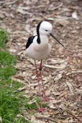 the black winged stilt is a black and white seabird with pink legs.  It has a white head with a narrow black beak white chest and black wings