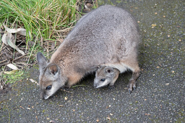 the tammar wallaby has a joey in her pouch