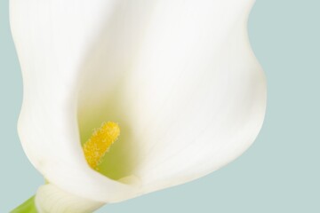 White calla lily background, flower macro shot - obrazy, fototapety, plakaty