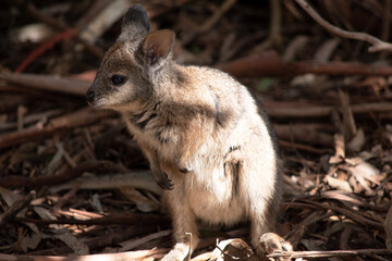 Naklejka na ściany i meble the tammar wallaby has dark greyish upperparts with a paler underside and rufous-coloured sides and limbs.