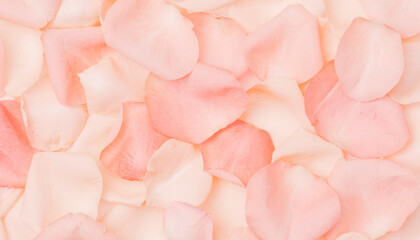 Pink rose petals flower background - obrazy, fototapety, plakaty