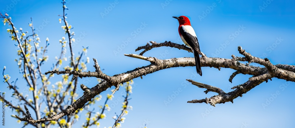 Canvas Prints A vibrant red bird perched on a tree branch