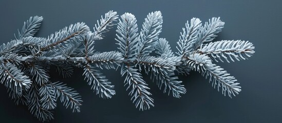 Silver spruce branches for decoration - obrazy, fototapety, plakaty