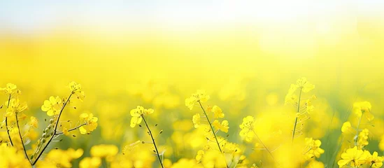 Foto op Plexiglas Vibrant Yellow Flowers Blooming in a Serene Meadow under Clear Blue Sky © Ilgun