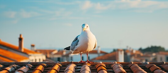 A seagull perched on a rooftop - Powered by Adobe