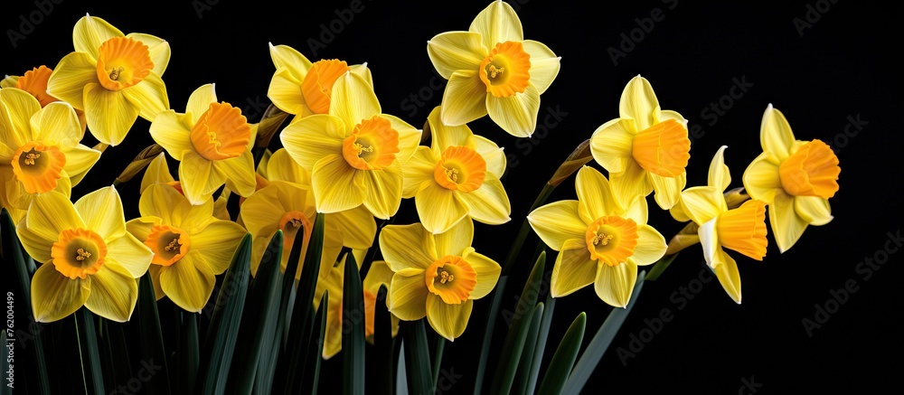 Wall mural Yellow daffodils in vase on black background