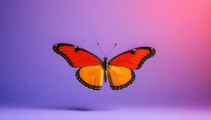 Obraz premium Beautiful and colourful butterfly with colorful background 