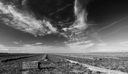 Black and white fine art picture of cut and partially baled alfalfa field under cirrus clouds in...