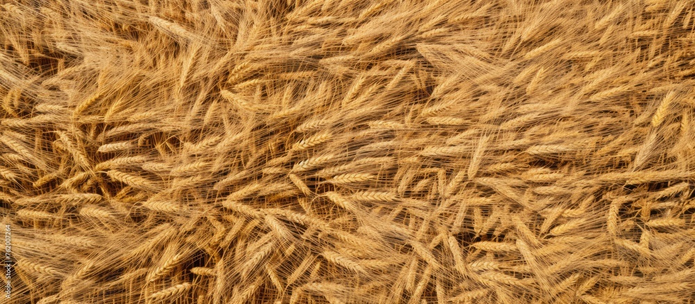 Poster a field of golden wheat with multiple ears in close-up