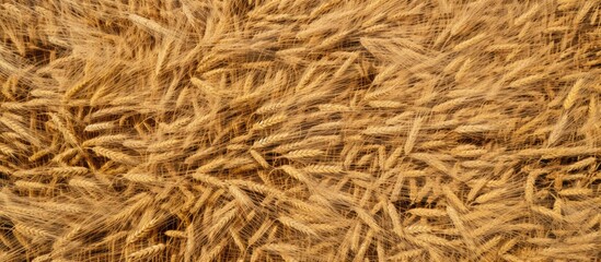 A field of golden wheat with multiple ears in close-up