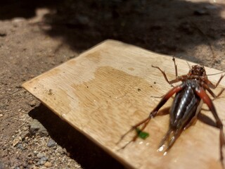 Closeup of Field Cricket. Pest control, insect and nature conservation concept.