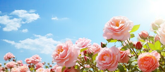 Sunlit pink roses