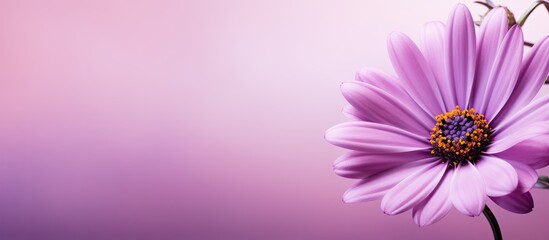 Purple flower on pink backdrop