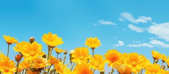 Yellow flowers in a field under clear blue sky