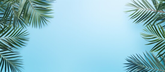 Fototapeta na wymiar Palm leaves on a blue background