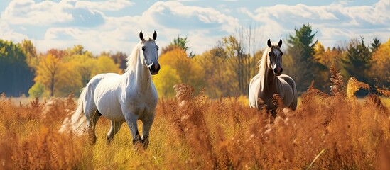 Horses running in a field of tall grass with trees in the background