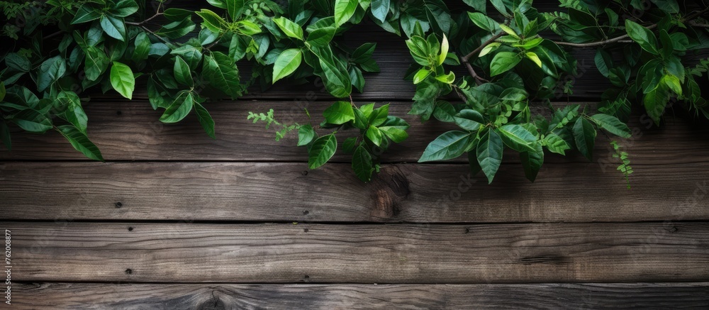 Poster Close up of wooden wall with green leaves