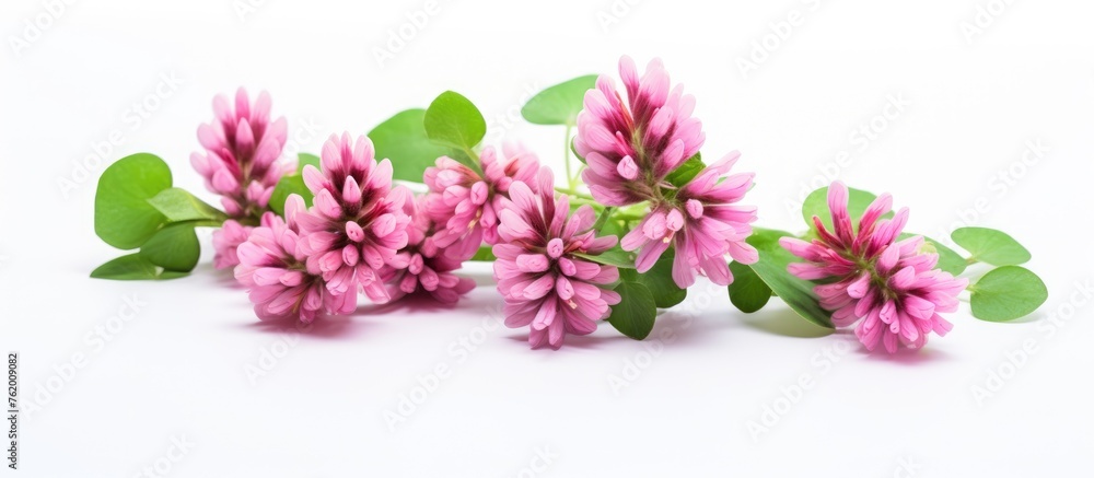 Poster Pink blooms on a white background