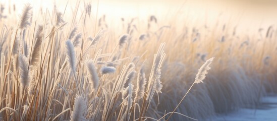 Tall grass field with frost on the ground