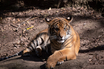 Young tigers have all their stripes and markings. They are learning to be powerful hunters while...