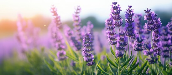 Lavender blooms in vast purple meadow